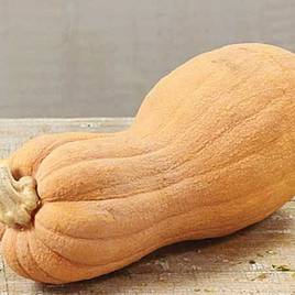 Squash & Pumpkin Violina Di Rugosa (Organic) Seeds