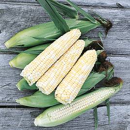 Sweet Corn Double Standard (Organic) Seeds