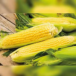 Sweet Corn Medzi (Organic) Seeds