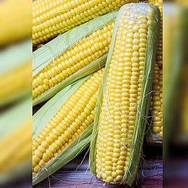 Sweet Corn Sativa Late - Tramunt (Organic) Seeds