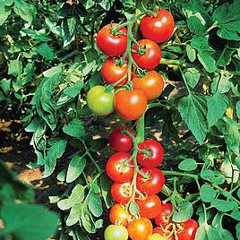 Tomato Diplom F1 (Indeterminate) - Organic Seeds