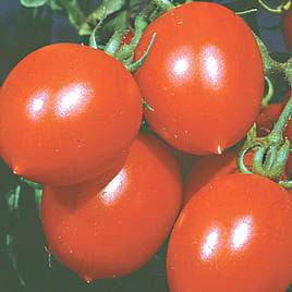 Tomato Lily Of The Valley (Organic) - Seeds