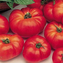 Tomato Marmande (Determinate) - Organic Seeds