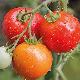 Tomato Matina (Indeterminate) - Organic Seeds
