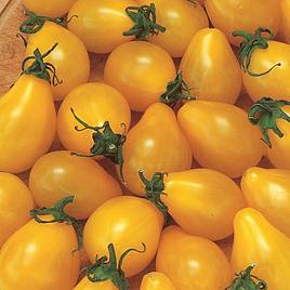Tomato Yellow Pear (Indeterminate) - Organic Seeds
