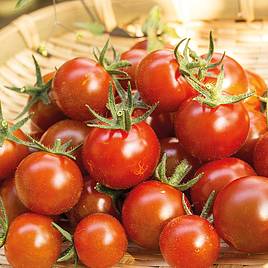 Tomato Zuckertraube (Organic) Seeds