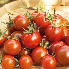 Tomato Zuckertraube - Organic Seeds