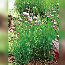 Chives - Organic Seeds
