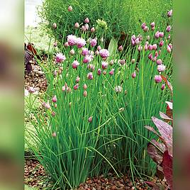 Chives Organic (Organic) Seeds