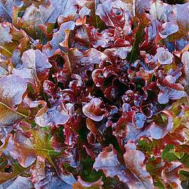 Lettuce Red Salad Bowl - Organic Seeds