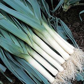 Leek Atlanta - Organic Seeds
