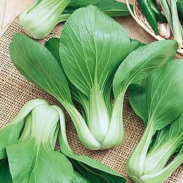 Pak Choi Baby Choi - Organic Seeds