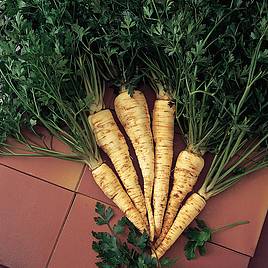Parsley Hamburg - Organic Seeds