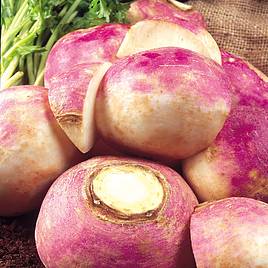 Turnip Purple Top Milan - Organic Seeds