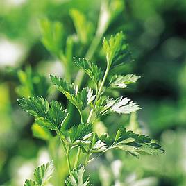 Parsley Saver Package - Organic Seeds