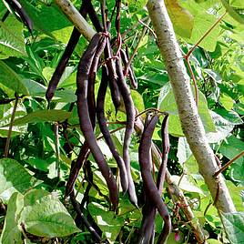 Climbing Beans Saver Pack - Organic Seeds