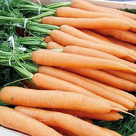 Carrot - Merida F1 (Organic) Seeds