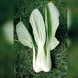 Pak Choi Tai Sai - Organic Seeds