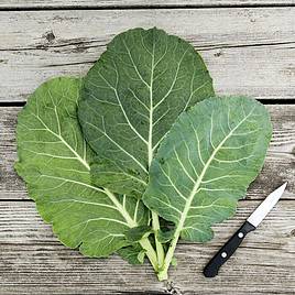 Collard Champion - Organic Seeds