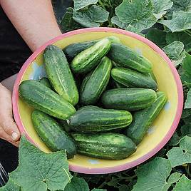 Cucumber - H-19 Little Leaf (Organic) Seeds