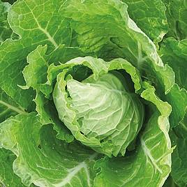 Cabbage Bloemendaalse Gele (Organic) Seeds