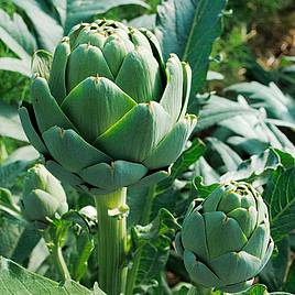 Artichoke Imperial Star - Organic Seeds
