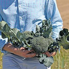 Broccoli Covina F1 - Organic Seeds