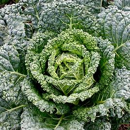 Cabbage - Westland Wells (Organic) Seeds