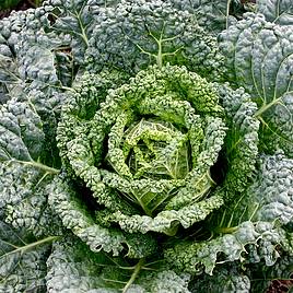 Cabbage Westland Wells - Organic Seeds