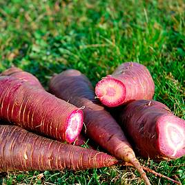 Carrot Gniff - Organic Seeds
