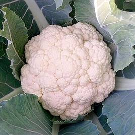 Cauliflower - Neckarperle (Organic) Seeds