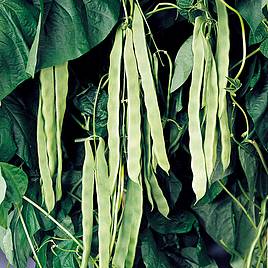 French Climbing Bean Vitalis - Organic Seeds
