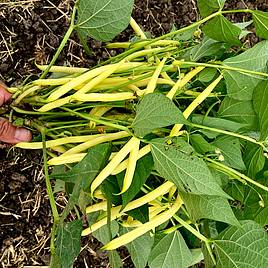 Bean (Dwarf French) Dior - Organic Seeds