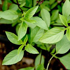 Basil Thai Basil - Organic Seeds