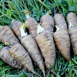 Root chervil - Organic Seeds