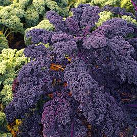 Kale - Redbor F1 (Organic) Seeds
