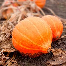 Squash Amoro F1 - Organic Seeds