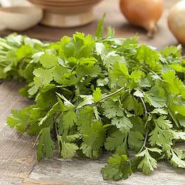 Herb - Coriander Slobolt (Organic) Seeds