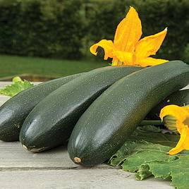 Courgette Wave Climber - Organic Seeds