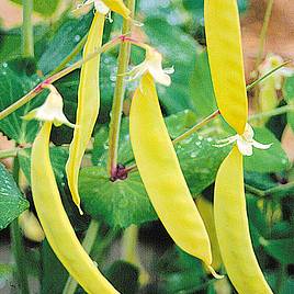 Pea Mangetout Golden Sweet - Organic Seeds