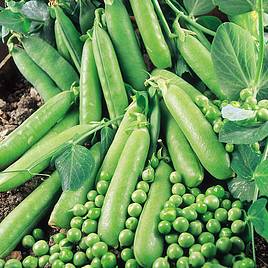 Pea Rapid - Organic Seeds