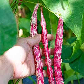 Climbing French Bean - Borlotti Stokkievitsboon (Organic) Seeds