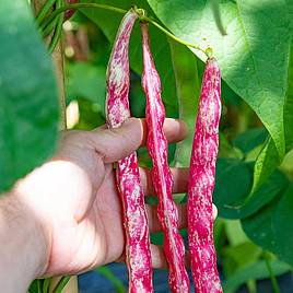 Climbing French Bean Borlotti Stokkievitsboon - Organic Seeds