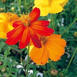 Cosmos Ladybird Mixed - Organic Seeds