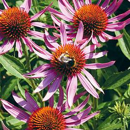 Echinacea Purpurea - Organic Seeds
