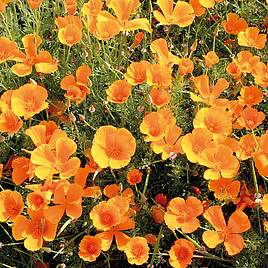 Poppy (Eschscholzia) Mission Bells - Organic Seeds