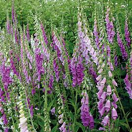 Foxglove Mixed - Organic Seeds