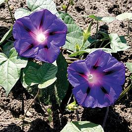 Ipomea Purple - Organic Seeds