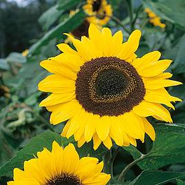 Sunflower Tall Single - Organic Seeds
