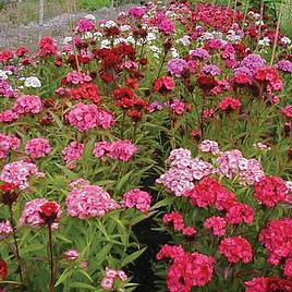 Sweet William Double Mixed - Organic Seeds